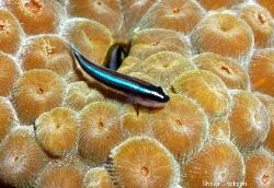 Goby. This photo was shot with a canon 10d. Roatan, Bay I... by Shawn Jackson 